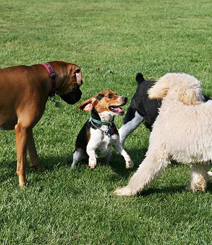services-dog-bites