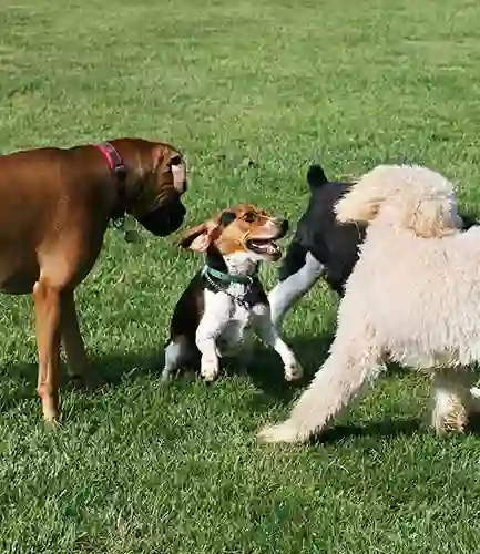 services-dog-bites